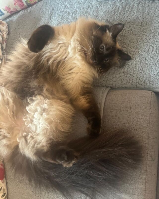 Ragdoll kittens for sale in Romford, Greater London – 2 years old - Image 4 of 4