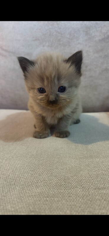 Ragdoll/ Siamese kittens