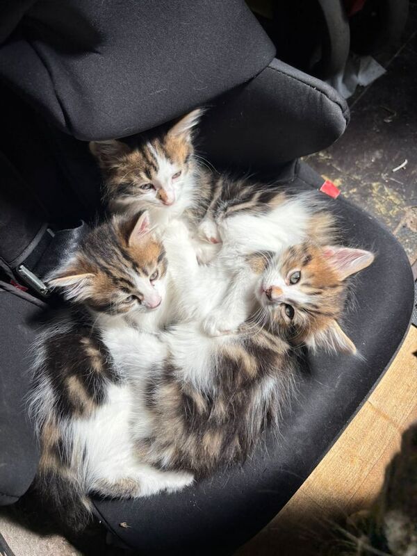 Ragdoll kittens for sale in Rhondda, Mid Glamorgan – 8 weeks old