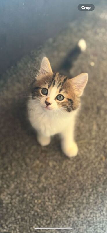 Ragdoll kittens for sale in Rhondda, Mid Glamorgan – 8 weeks old - Image 2 of 3