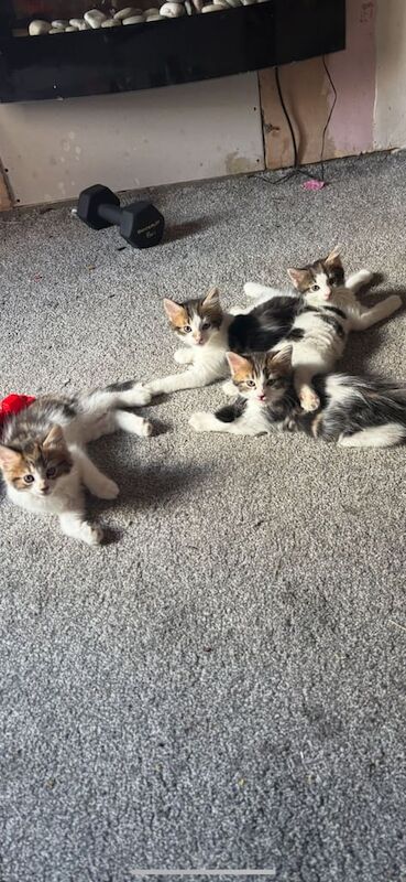 Ragdoll kittens for sale in Rhondda, Mid Glamorgan – 8 weeks old - Image 3 of 3