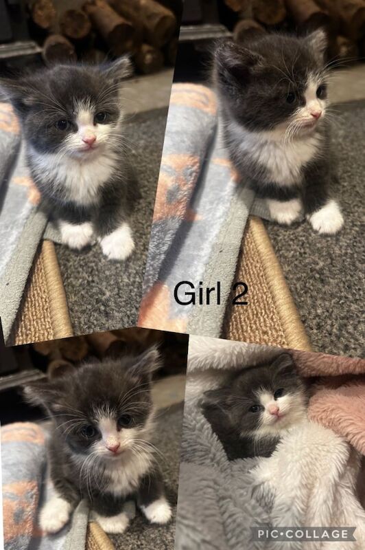 Ragdoll kittens for sale in Turriff, Aberdeenshire – 8 weeks old