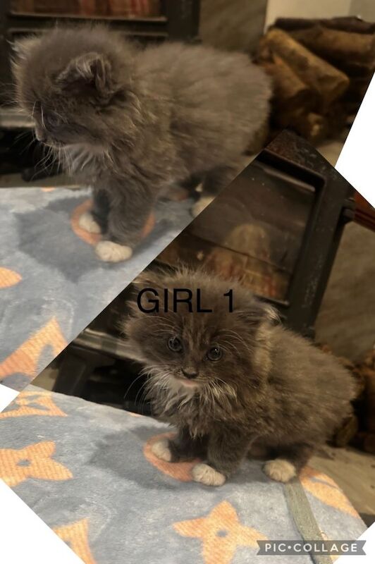 Ragdoll kittens for sale in Turriff, Aberdeenshire – 8 weeks old - Image 2 of 6