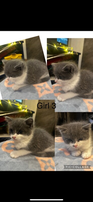 Ragdoll kittens for sale in Turriff, Aberdeenshire – 8 weeks old - Image 3 of 6