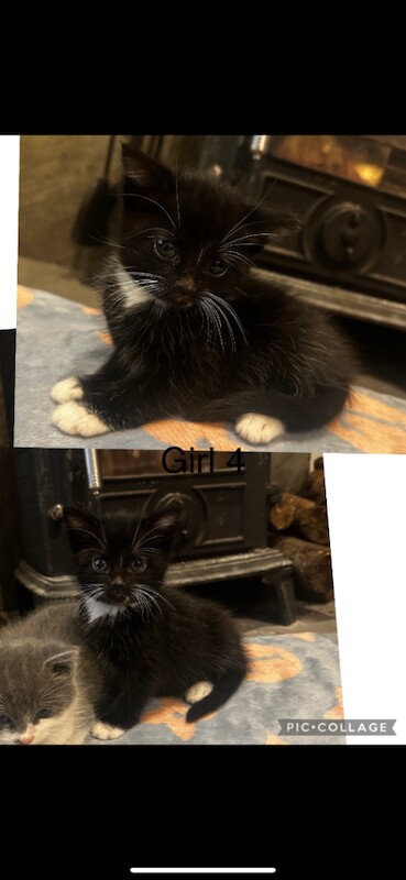 Ragdoll kittens for sale in Turriff, Aberdeenshire – 8 weeks old - Image 4 of 6