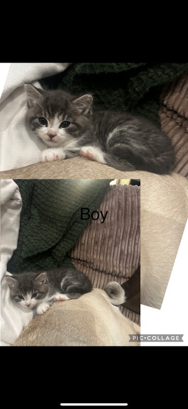 Ragdoll kittens for sale in Turriff, Aberdeenshire – 8 weeks old - Image 5 of 6