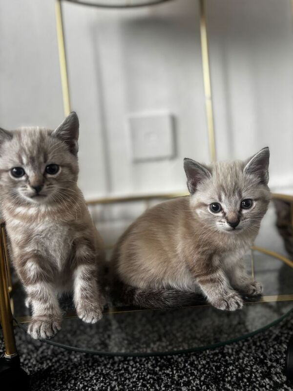 Ragdoll kittens for sale in Newcastle upon Tyne, Tyne and Wear – 7 weeks old