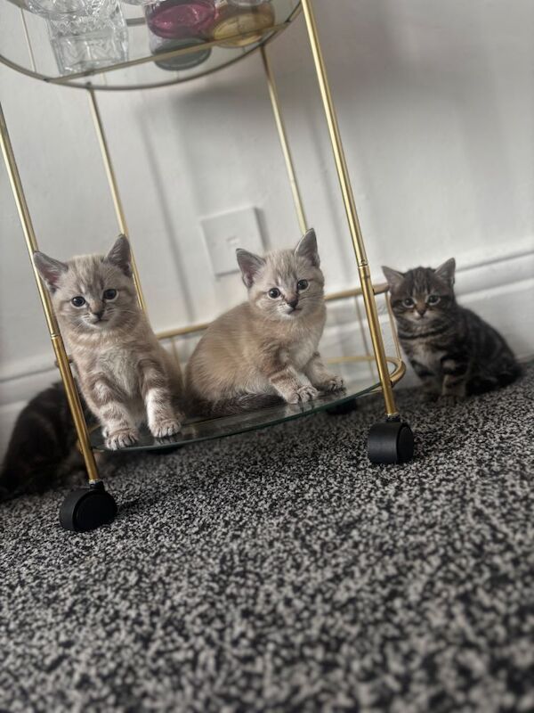 Ragdoll kittens for sale in Newcastle upon Tyne, Tyne and Wear – 7 weeks old - Image 2 of 3