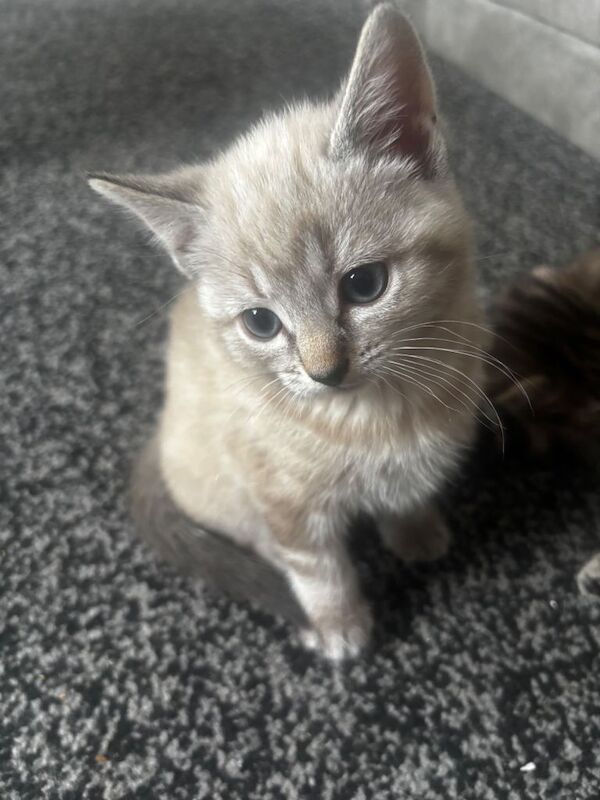 Ragdoll kittens for sale in Newcastle upon Tyne, Tyne and Wear – 7 weeks old - Image 3 of 3