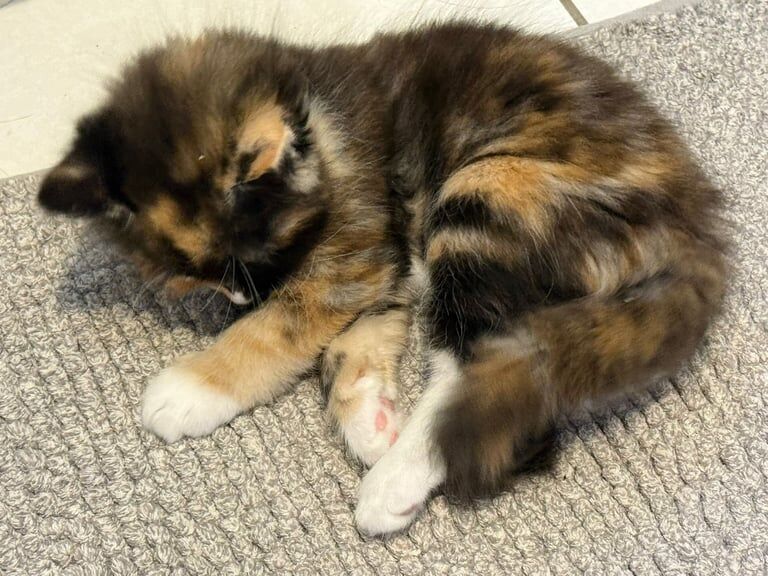 Ragdoll kittens for sale in Uxbridge, Greater London – 7 weeks old