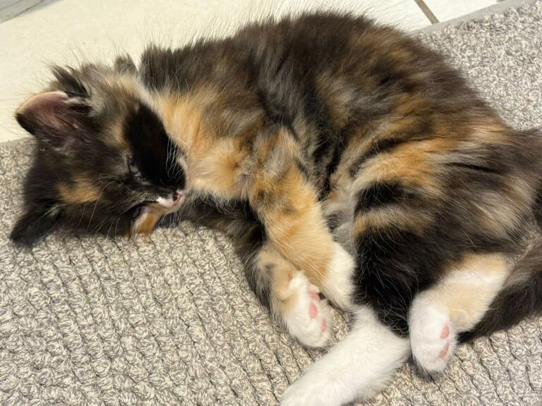 Ragdoll kittens for sale in Uxbridge, Greater London – 7 weeks old - Image 2 of 3