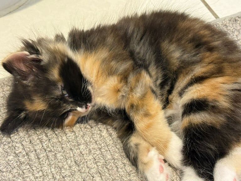Ragdoll kittens for sale in Uxbridge, Greater London – 7 weeks old - Image 3 of 3