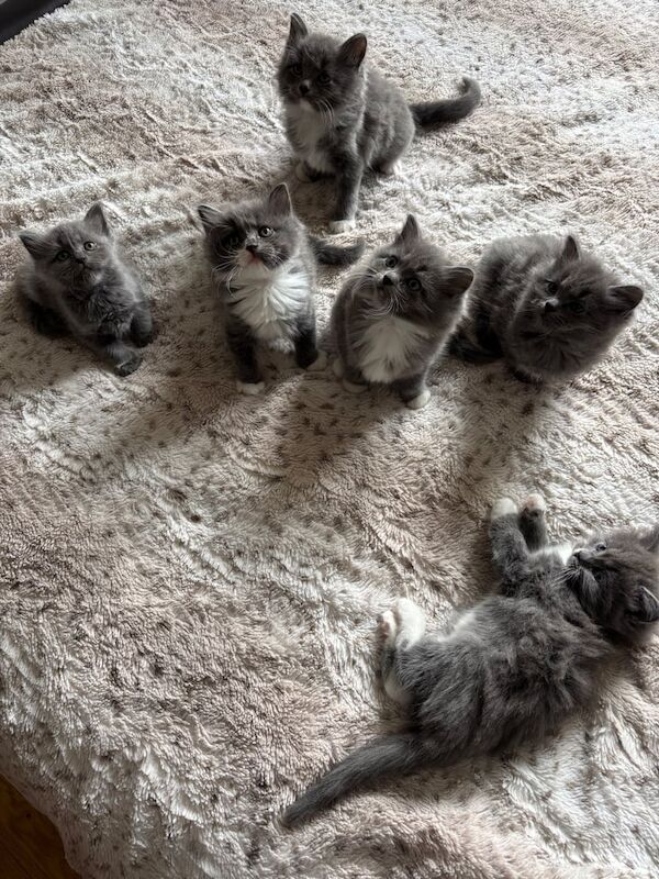 Ragdoll kittens for sale in Isle of Dogs, Greater London – 6 weeks old