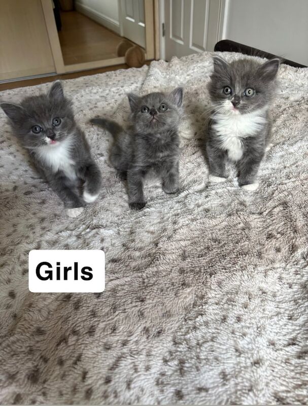 Ragdoll kittens for sale in Isle of Dogs, Greater London – 6 weeks old - Image 2 of 3