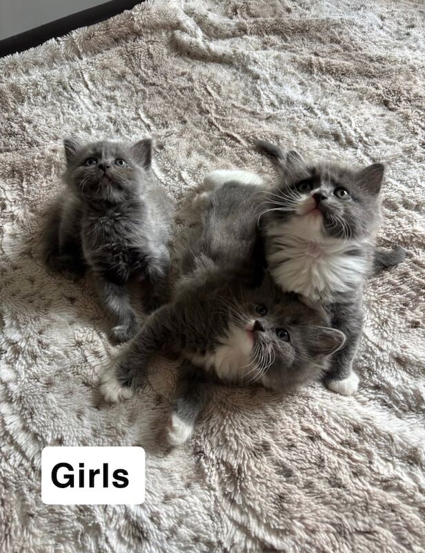 Ragdoll kittens for sale in Isle of Dogs, Greater London – 6 weeks old - Image 3 of 3