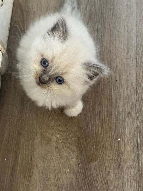 Ragdoll Kittens For Sale