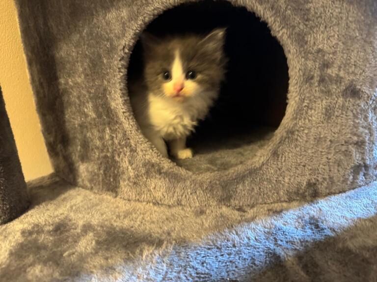 Ragdoll &Turkish van - Image 3 of 6