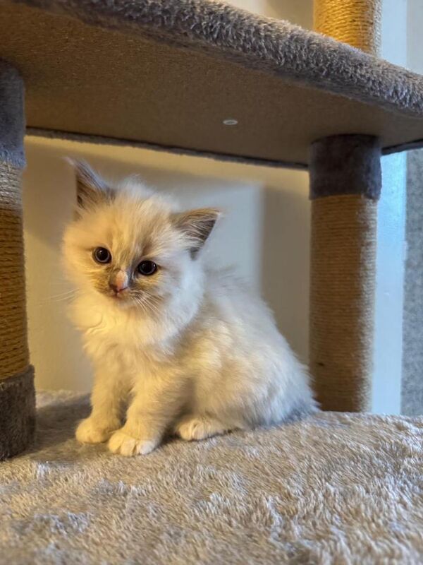 Ragdoll &Turkish van - Image 5 of 6