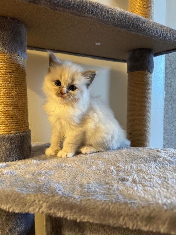 Ragdoll &Turkish van - Image 6 of 6