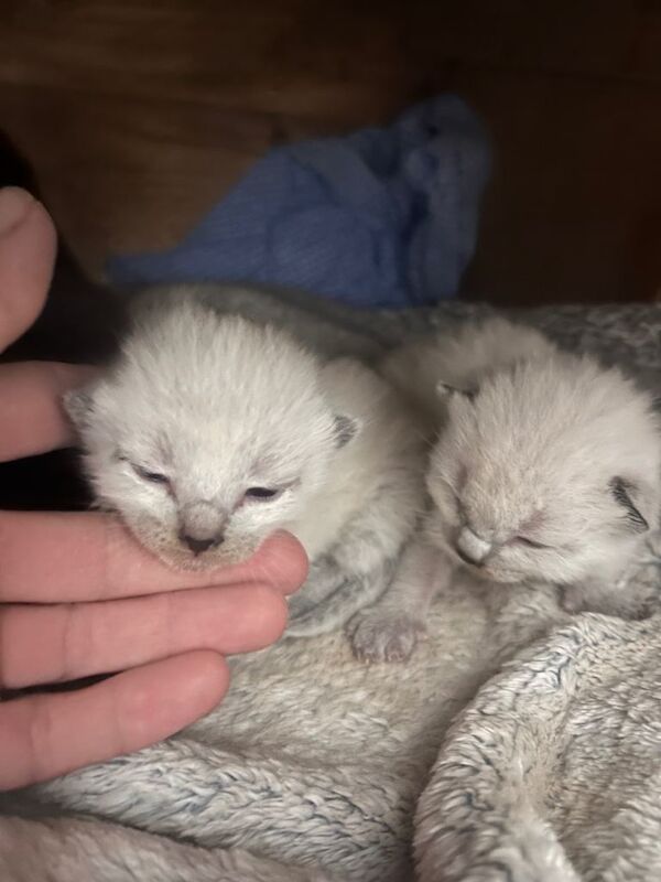 Ragdoll white fluffy kittens