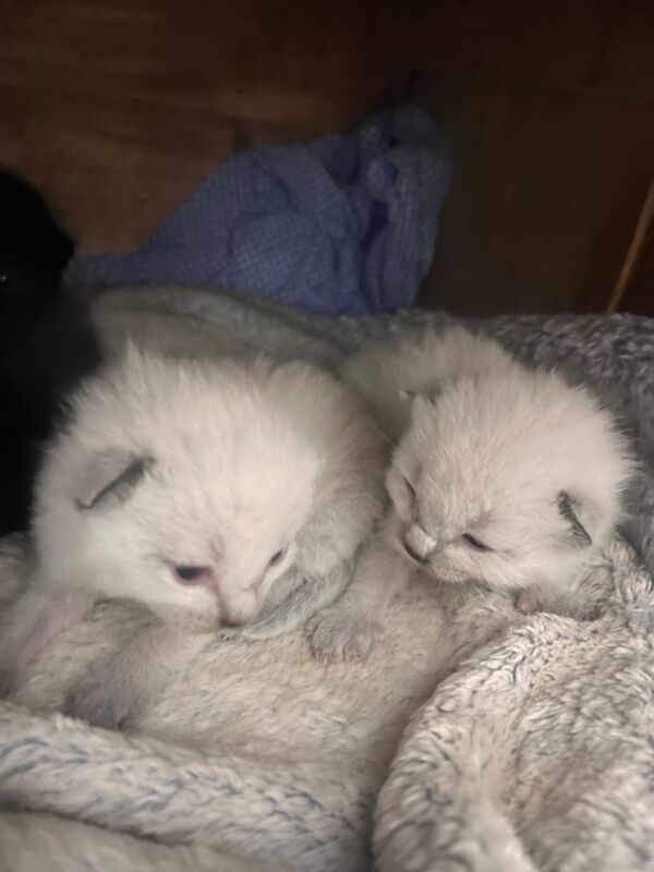 Ragdoll white fluffy kittens - Image 2 of 5
