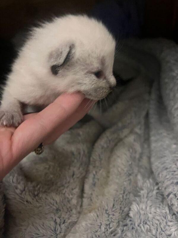 Ragdoll white fluffy kittens - Image 3 of 5