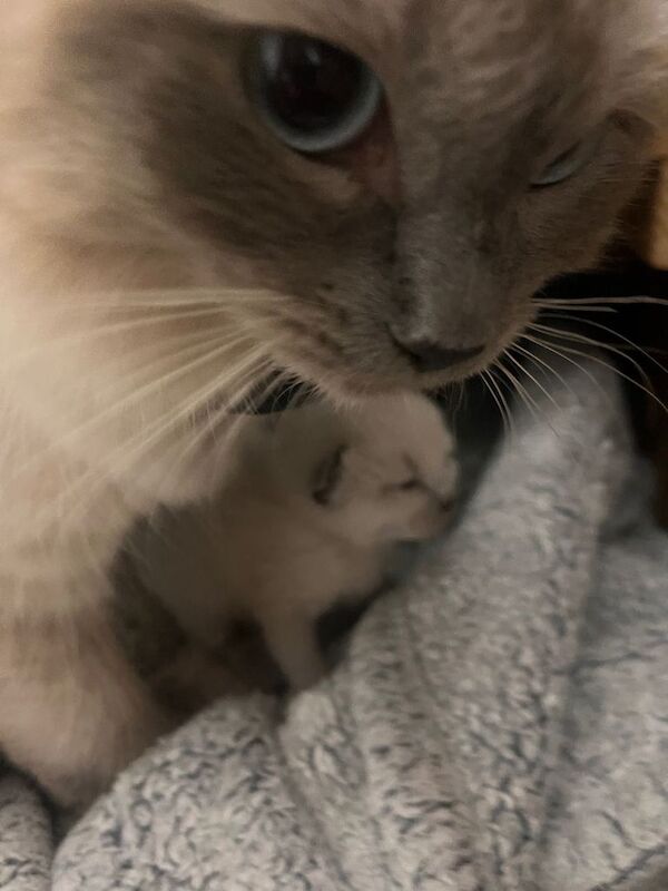 Ragdoll white fluffy kittens - Image 4 of 5