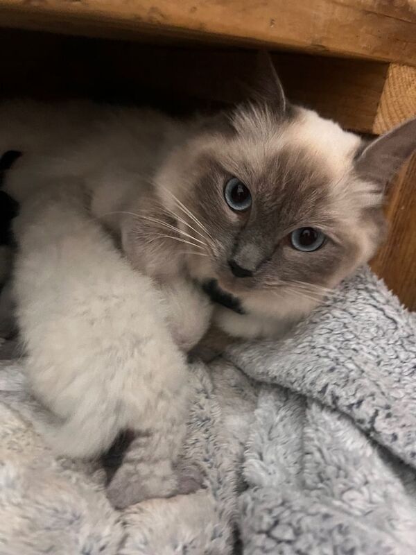 Ragdoll white fluffy kittens - Image 5 of 5