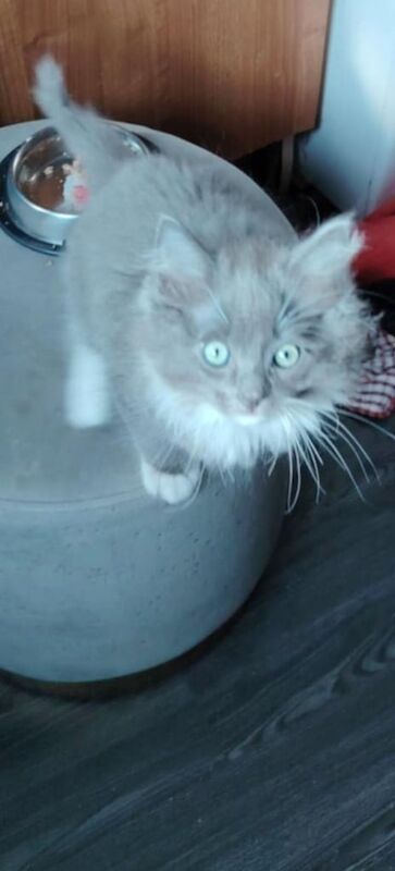 Ragdoll kittens for sale in Coatbridge, Lanarkshire – 10 weeks old