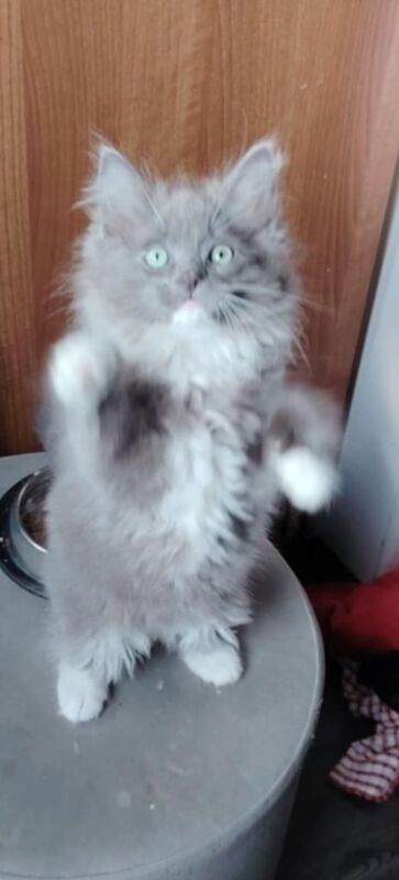 Ragdoll kittens for sale in Coatbridge, Lanarkshire – 10 weeks old - Image 2 of 3