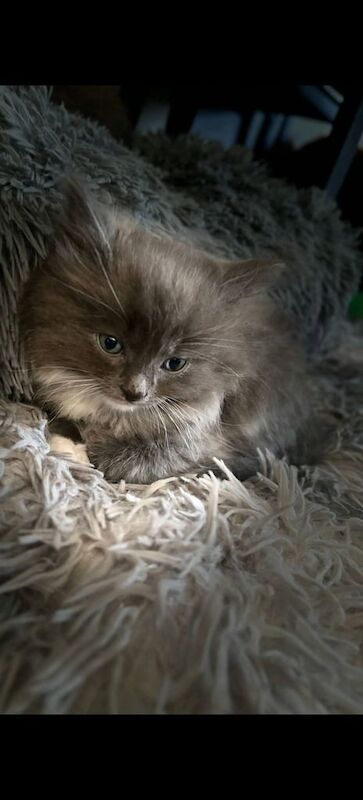 Ragdoll kittens for sale in Coatbridge, Lanarkshire – 10 weeks old - Image 3 of 3