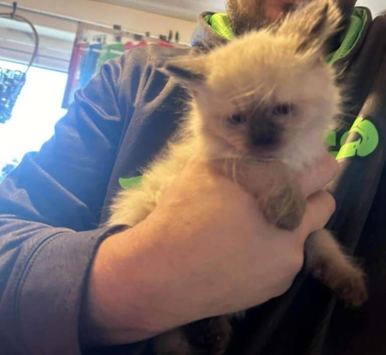 Ragdoll kittens for sale in Brechin, Angus – 9 weeks old