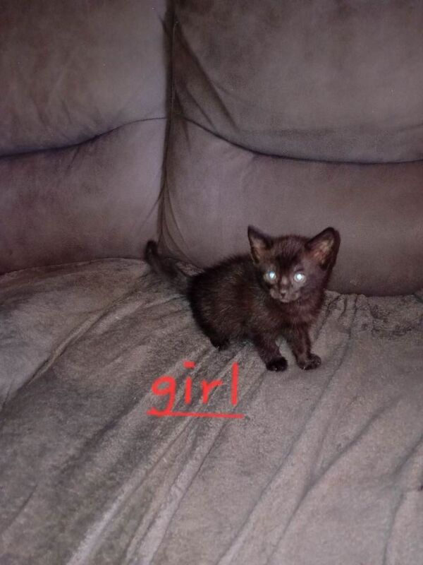 Ragdoll x - Image 2 of 5