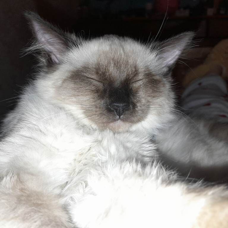 Ragdoll x - Image 5 of 5