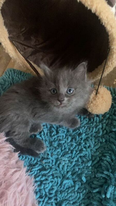 Ragdoll x