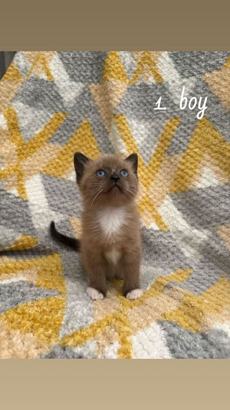 Ragdoll Kittens For Sale Under £300