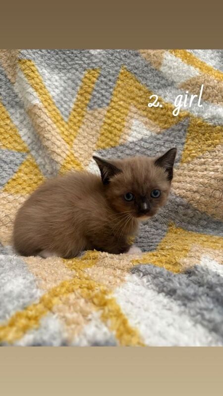 Ragdoll X Beautiful healthy kittens - Image 2 of 6