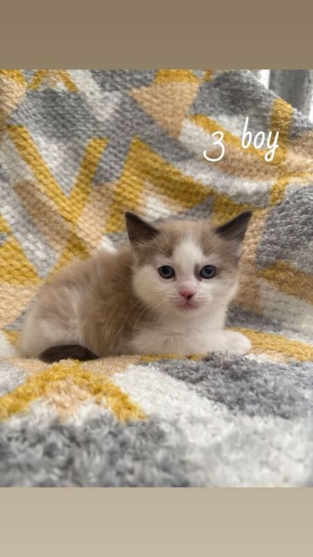 Ragdoll X Beautiful healthy kittens - Image 3 of 6
