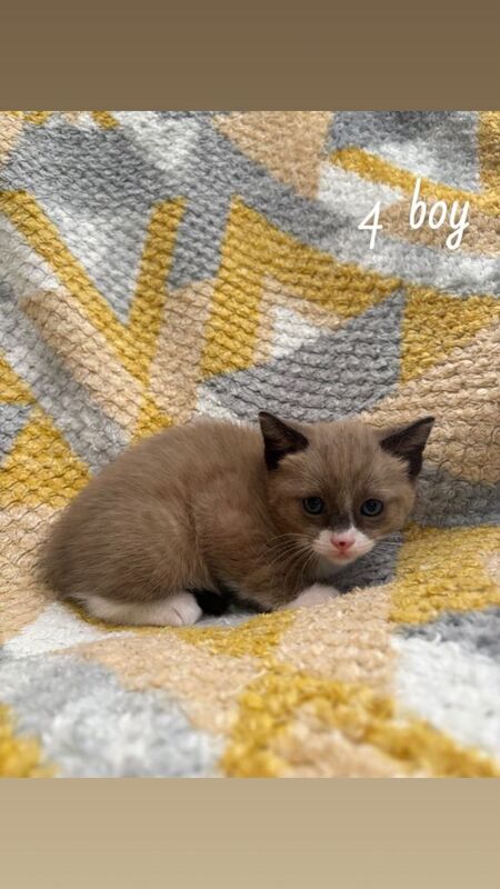 Ragdoll X Beautiful healthy kittens - Image 4 of 6