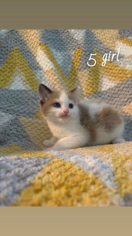 Ragdoll X Beautiful healthy kittens - Image 5 of 6