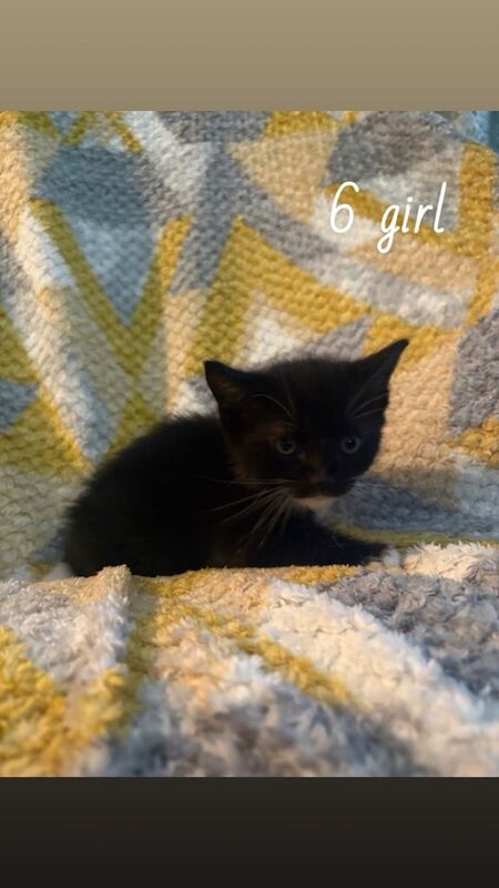 Ragdoll X Beautiful healthy kittens - Image 6 of 6