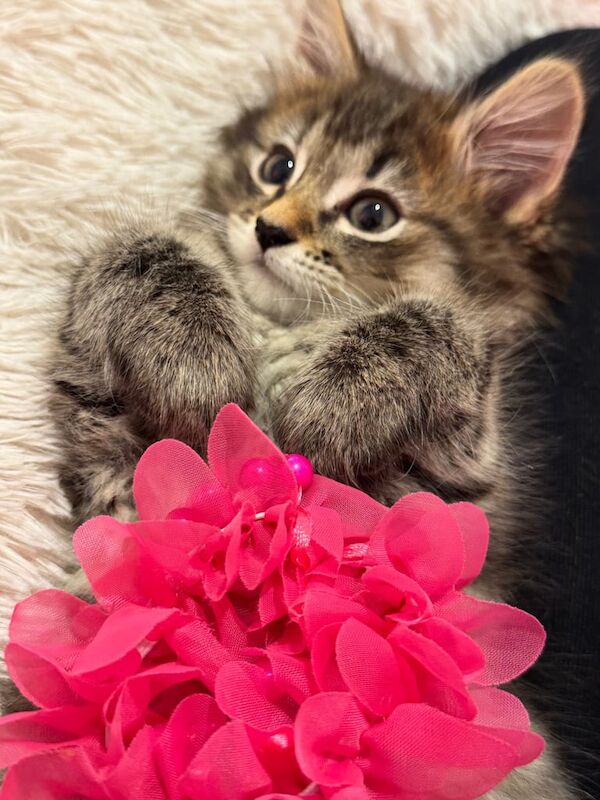 Ragdoll kittens for sale in Dudley, West Midlands – 9 weeks old