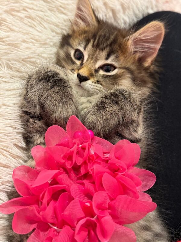 Ragdoll kittens for sale in Dudley, West Midlands – 9 weeks old - Image 2 of 3