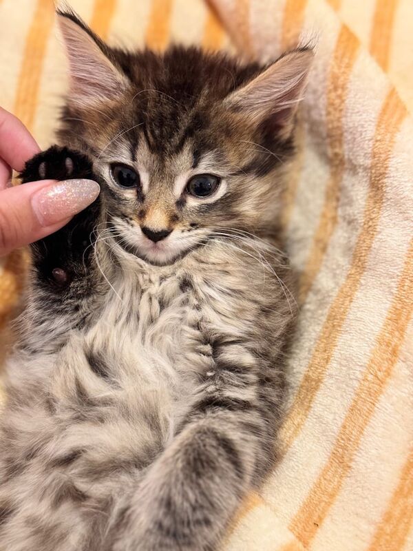 Ragdoll kittens for sale in Dudley, West Midlands – 9 weeks old - Image 3 of 3