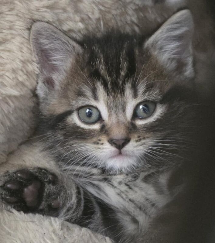 Ragdoll kittens for sale in Port Talbot, West Glamorgan – 6 weeks old