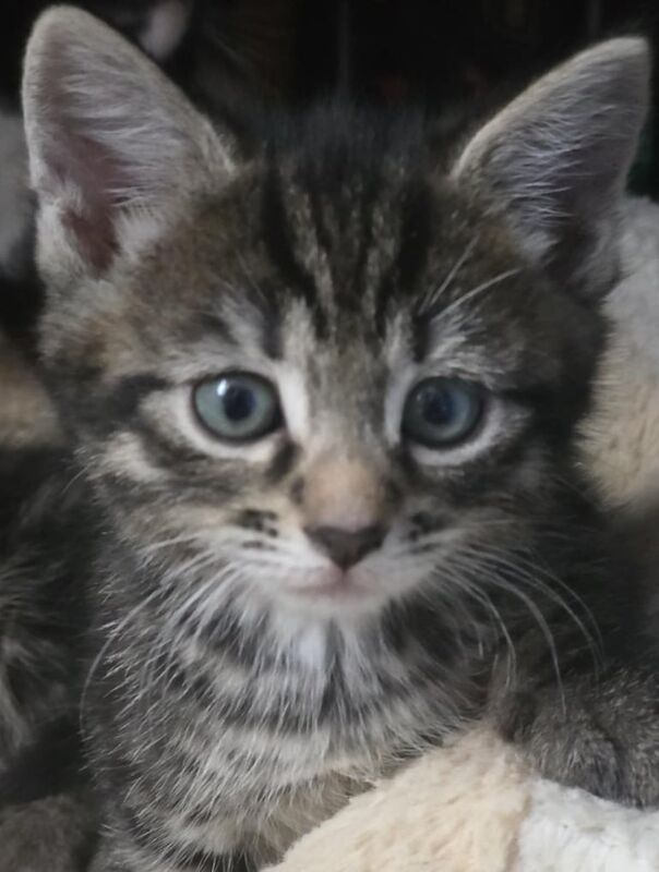 Ragdoll kittens for sale in Port Talbot, West Glamorgan – 6 weeks old - Image 2 of 3