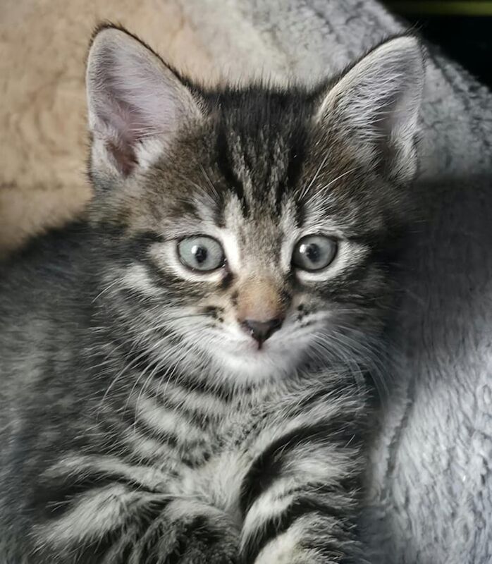 Ragdoll kittens for sale in Port Talbot, West Glamorgan – 6 weeks old - Image 3 of 3