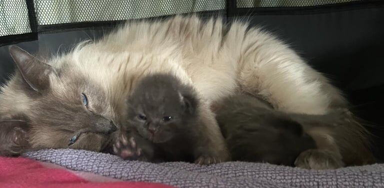 Ragdoll x british short hair for sale in Cardigan / Aberteifi, Dyfed