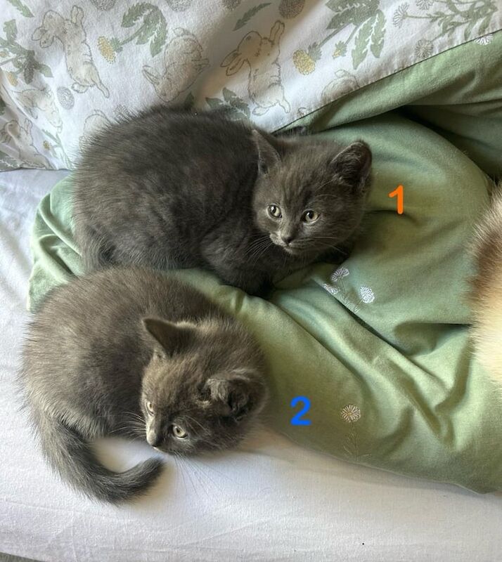 Ragdoll x british short hair for sale in Cardigan / Aberteifi, Dyfed | Image 2