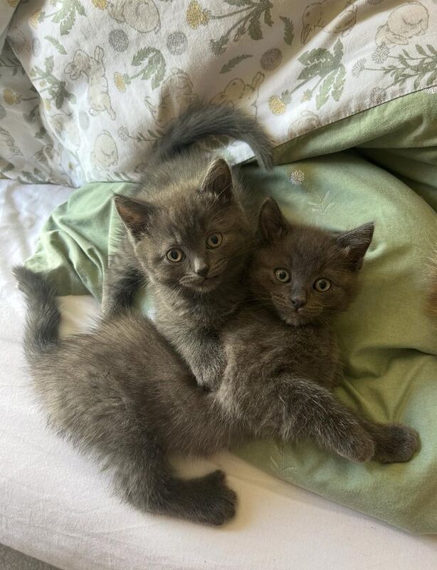 Ragdoll x british short hair for sale in Cardigan / Aberteifi, Dyfed | Image 3